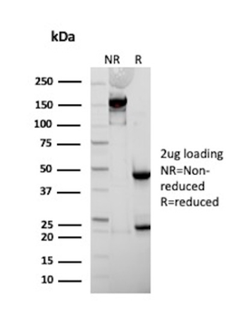 APOA4 Antibody