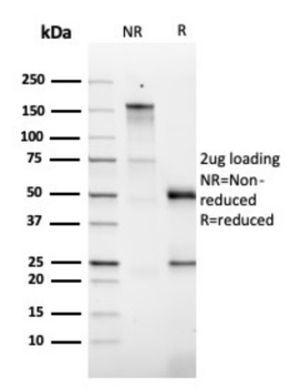 CSF2 Antibody
