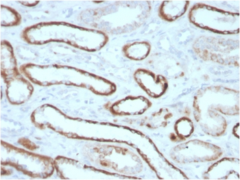 CA9 Antibody