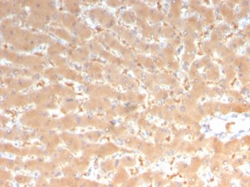 F7 Antibody