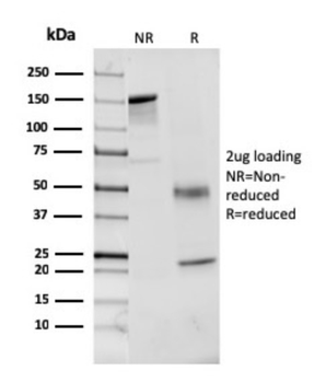 F7 Antibody