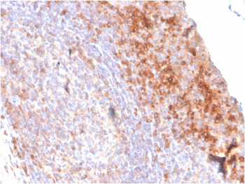 CD80 Antibody