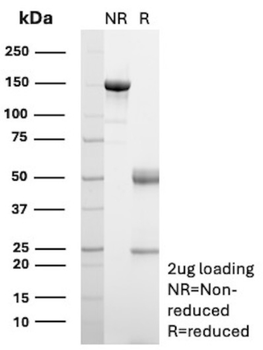 CD80 Antibody