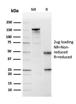 CSTA Antibody