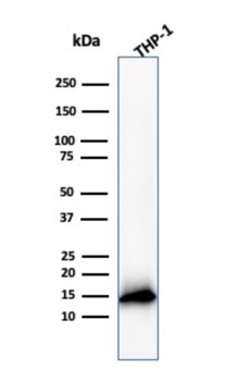 CSTA Antibody