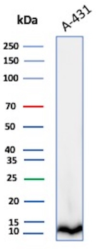 CSTA Antibody