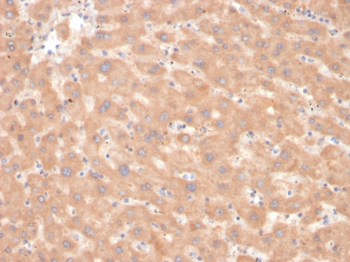 F7 Antibody