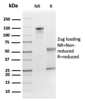 FGF21 Antibody