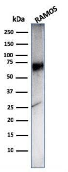 CD86 Antibody