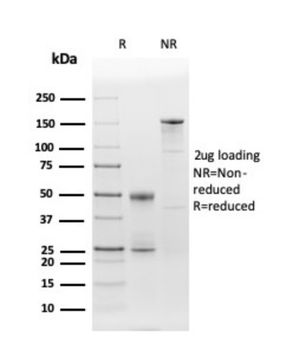 CD86 Antibody