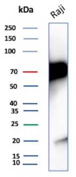 CD86 Antibody
