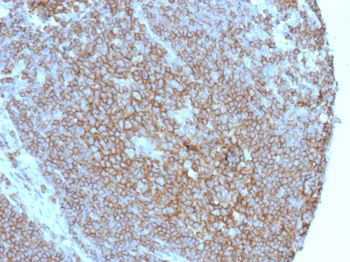 CD86 Antibody