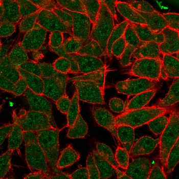 PDX1 Antibody