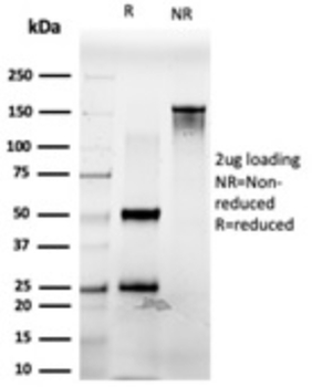 PDX1 Antibody