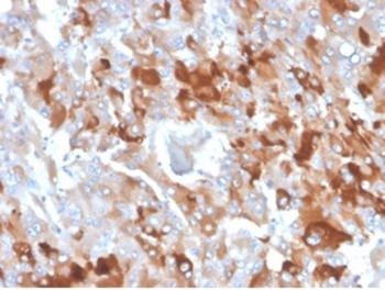 CLU Antibody