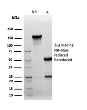 CLU Antibody
