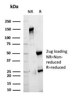 RHOBTB2 Antibody