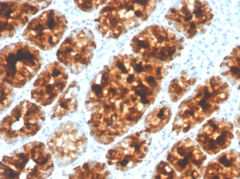 ITLN1 Antibody