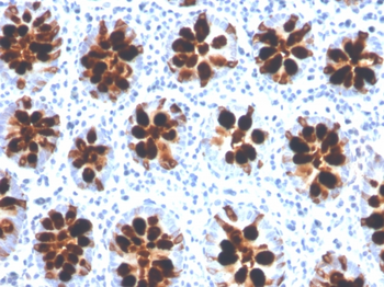 ITLN1 Antibody