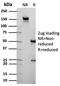 ITLN1 Antibody