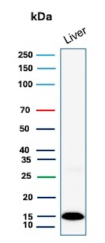 TTR Antibody