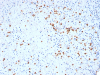 CD33 Antibody