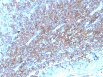 CD48 Antibody