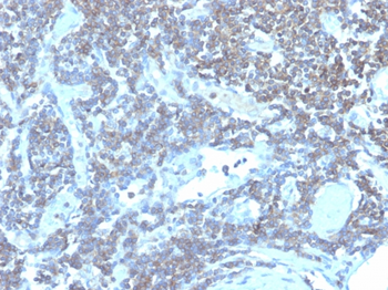 CD48 Antibody