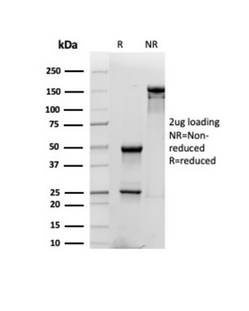 CD48 Antibody