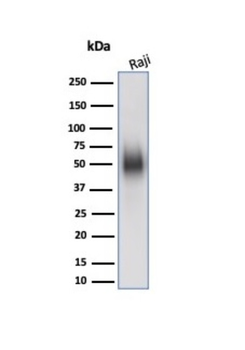 CD48 Antibody