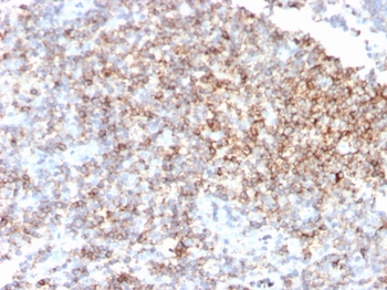 CD48 Antibody