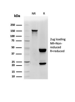 CD48 Antibody