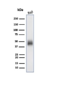 CD48 Antibody