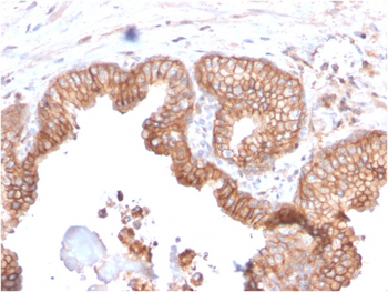 CD47 Antibody (Biotin)
