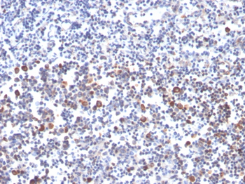 TNFRSF4 Antibody