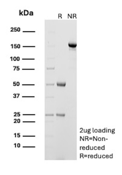 TNFRSF4 Antibody