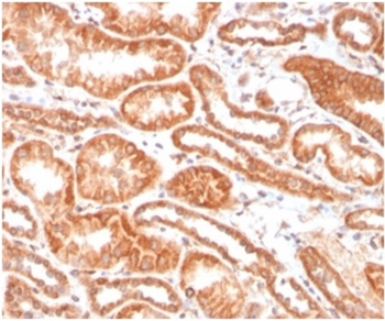 CA9 Antibody