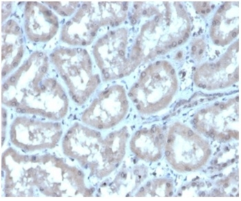 CA9 Antibody