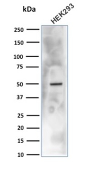CA9 Antibody