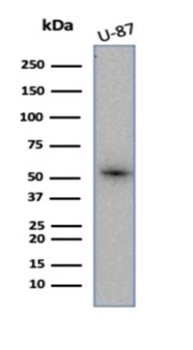 CA9 Antibody
