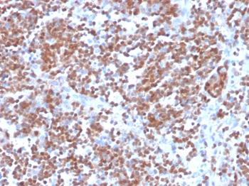 CCND1 Antibody