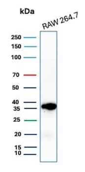 CCND1 Antibody