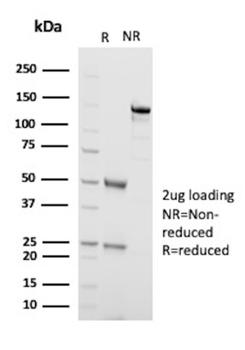 TP63 Antibody