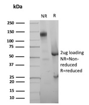 CDKN1A Antibody