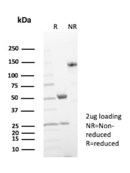 CR1 Antibody
