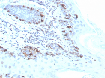 MLANA Antibody