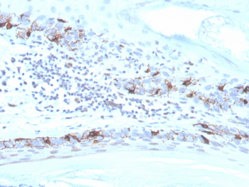 MLANA Antibody