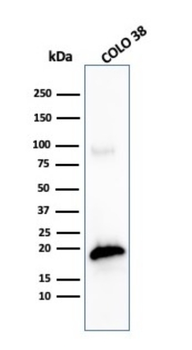 MLANA Antibody