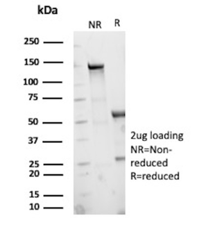 MLANA Antibody