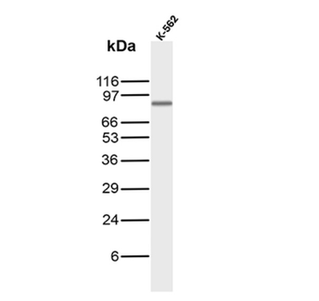 SATB2 Antibody